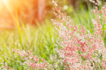 Flowers Blooming On Field. Sunny day. Pink flowers. Purple Flowers.