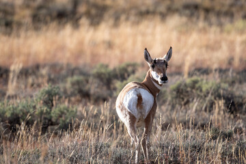 Portrait of pronghorn doe