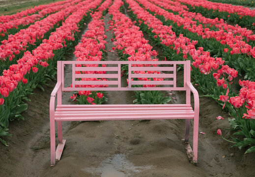 Empty Bench