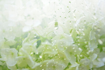 雨に濡れた白い紫陽花の花