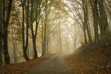 Obraz premium Autumn, Italy