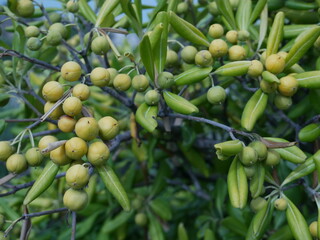 Pittosporum tobira, species of plant in the family Pittosporaceae known by names Australian laurel, Japanese pittosporum, mock orange and Japanese cheesewood. It is used as an ornamental plant