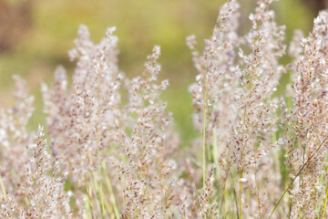 Flowers Blooming On Field. Sunny day. Pink flowers. Purple Flowers.
