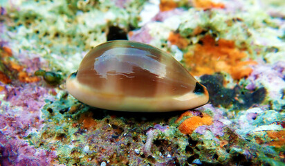 Isolated image of Mediterranean Sea Snail shell mollusk - Luria lurida