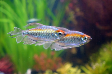 Congo tetra fish (Phenacogrammus interruptus) is a species of fish in the African tetra family, found in the central Congo River Basin in Africa. Famous aquarium ornamental fish. Soft focus