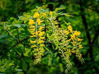 Yellow String Of Flowers