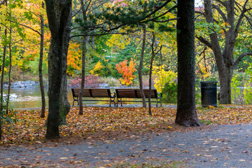 Two wooden park benches among large tall trees. The ground near the benches is covered in orange, brown, and red dead autumn leaves. There's a black garbage container near the sitting area and trail. 