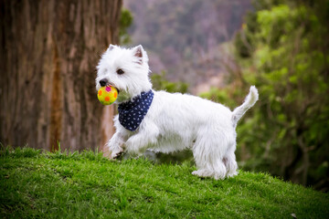 westy dog ​​walking through the green grass of a park with his ball in his mouth and a bowtie