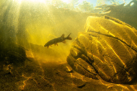 Pike Underwater In The Lake