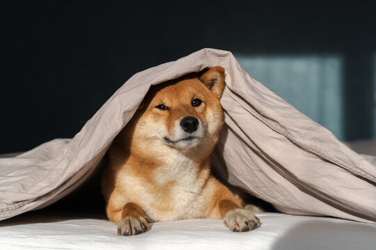 Serious Shiba inu dog at home lays in bed under blanket and looking at camera