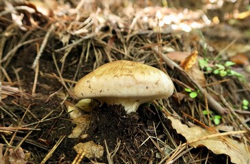 マツタケ　matsutake

