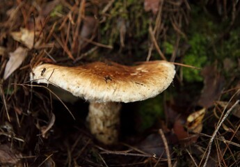 マツタケ　matsutake

