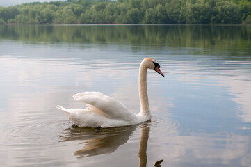 Fototapeta premium A white majestic swan floats in front of a wave of water. Young swan in the middle of the water. Drops on a wet head.