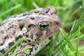 frog on the grass
