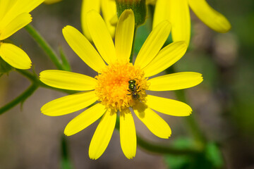 Yellow Flowers Blooming On Field. Sunny day.