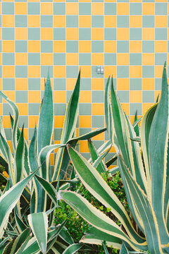 Checker Wall Plant