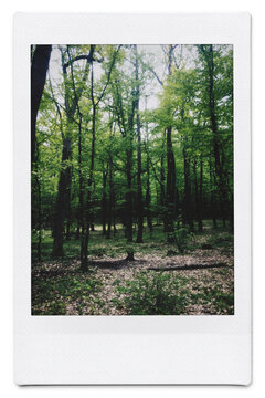 forest morality