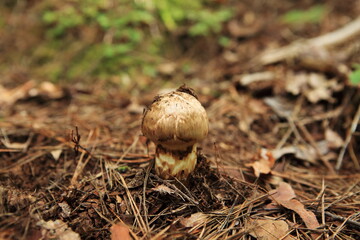 マツタケ　matsutake
