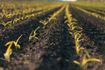seedlings in the field