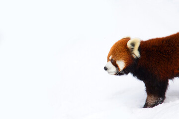 red panda in snow