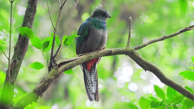Female of Resplendent quetzal (Pharomachrus mocinno) sits on the branch in the humid forest of Monteverde National Park. Costa Rica