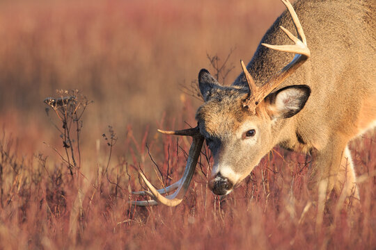 Atypical white-tailed deer buck
