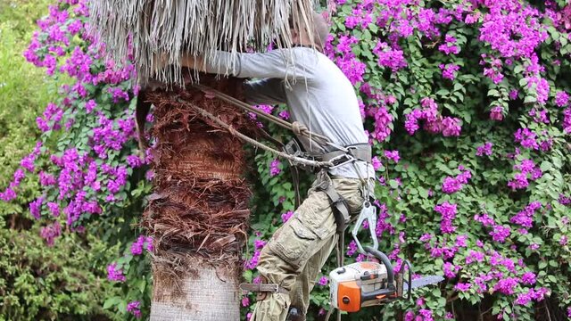 A worker climbs to the top of a palm tree using a rope and steel spikes to trim the leaves. He uses a chainsaw for pruning and maintenance. Tree cutting and cleaning in progress. A high risk job