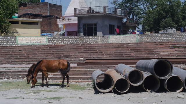 Horses On The Banks Of The Ganges River In India