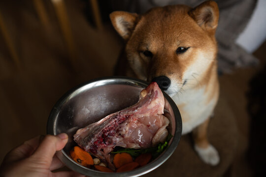 Ration of a raw eating dog (shiba inu) - raw chicken, carrot, parsley, B group vitamins and salmon oil