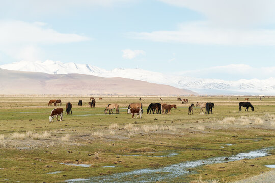Free range horses in steppe of Mongolia