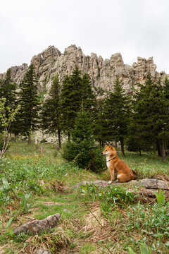 Cute little shiba inu dog sitting in front of Otkliknoy greben, Ural mountains