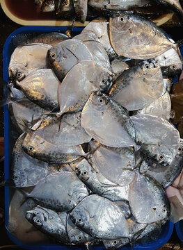 Moonfish mene fish in fish port