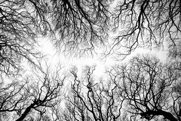 Tree branches against the sky