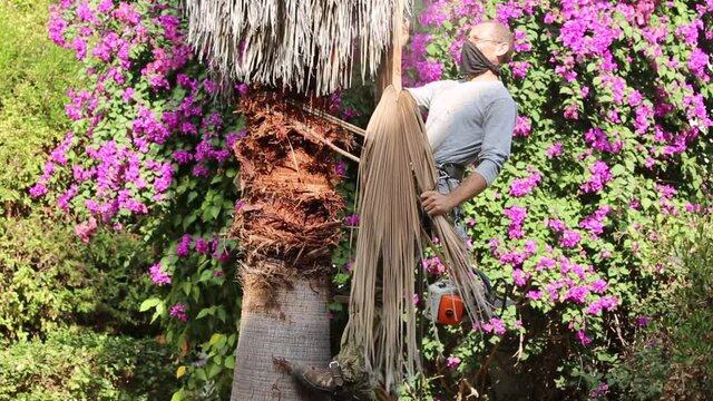 Man working at the top of a palm tree pruning the leaves helping himself  with a well-used rope and steel claws to climb up. Cleaning and cutting palm trees. Man with the chainsaw. Dangerous job.