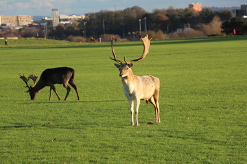 deer in the garden