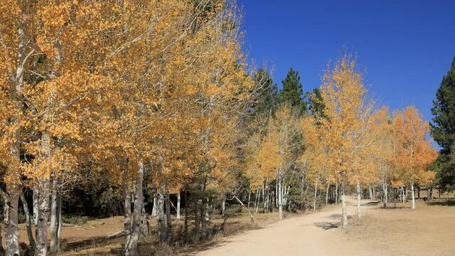 Beautiful sunny fall color of the Uinta Flat Designated Dispersed Camping Area