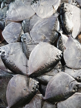 Moonfish mene fish in fish port