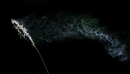 Pollen blowing off a grass stem