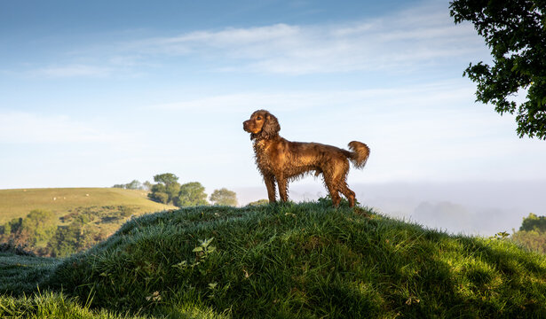 A golden Cocker Spaniel