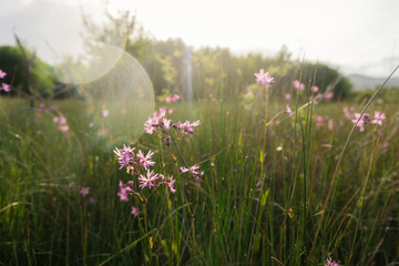 The pink flowers of Ragged robin. Back lighted by the sun.