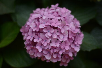 Pink Hydrangea on a cloudy day