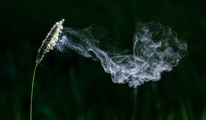 Pollen blowing from grass