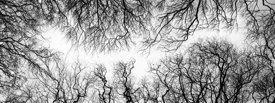 Tree branches against the sky