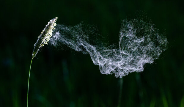 Pollen blowing from grass