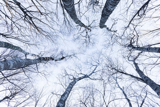 Looking up amongst the birches