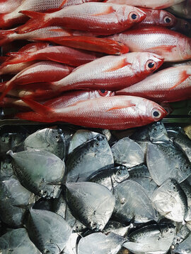 Moonfish, goatfish, jobfish mene fish in fish port