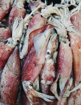 Squid, calamari close up