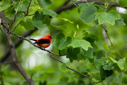 Scarlet Tanager