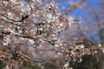 桜