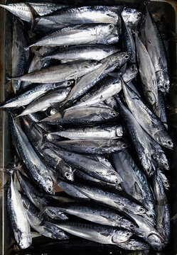 Little tuna at the fishing port